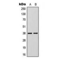 KLF1/5/7 Antibody