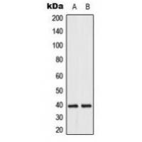 DUSP1/4 Antibody