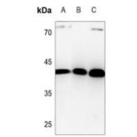 HuB Antibody