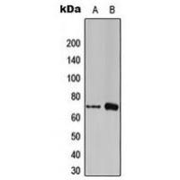 FOXC1/2 Antibody