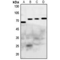 Frizzled 1/2/7 Antibody