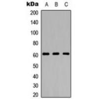 GPR123 Antibody