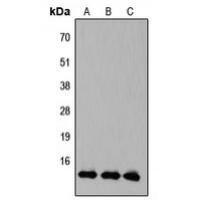 KLF10/11 Antibody