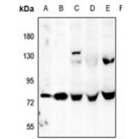 OLFML2A Antibody