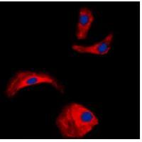 OLFML2A Antibody