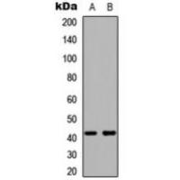 Kappa Opioid Receptor Antibody