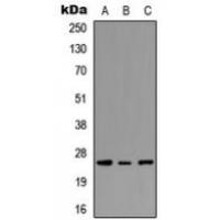 PEX11G Antibody