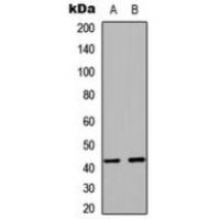 RAD51C Antibody