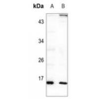 RPL22 Antibody