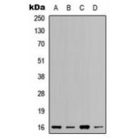 RPL37A Antibody