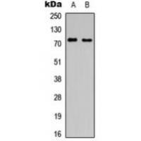 SLC6A16 Antibody