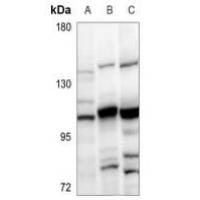 SOX6 Antibody