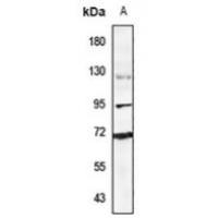 Ubiquilin 3 Antibody