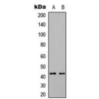 ABHD7 Antibody