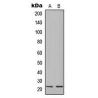 Ig lambda C Antibody