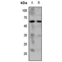 5-HT7 Antibody