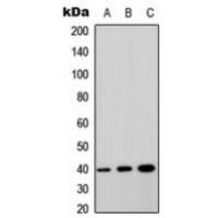 GPRC5A Antibody