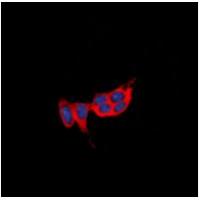 GPR73a Antibody