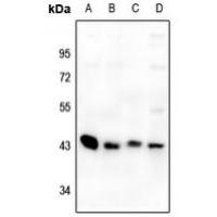 GPR73a Antibody