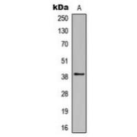 Rhodopsin Antibody