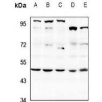 SAP49 Antibody