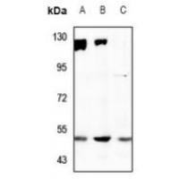 SNAT2 Antibody