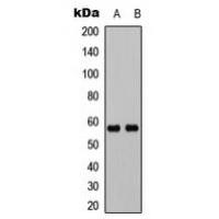 UBXN11 Antibody