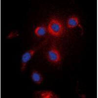 UBXN11 Antibody