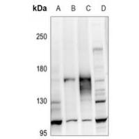 ATP1A2 Antibody