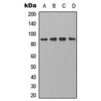 PB Cadherin Antibody