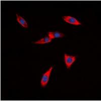 PB Cadherin Antibody