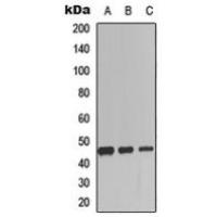 SCGF Antibody