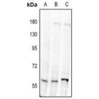 Alpha-1D Adrenergic Receptor Antibody