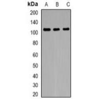 FNBP3 Antibody