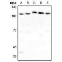 FUK Antibody