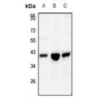 IDH3 alpha Antibody