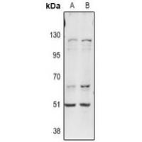 ITPKA Antibody