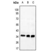 GPR169 Antibody