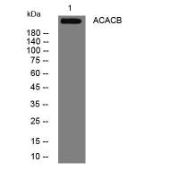 ACACB Antibody