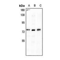 SLC6A12 Antibody