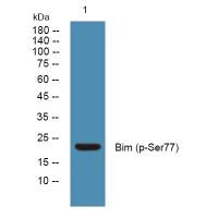 Bim (phospho-Ser77)  rabbit pAb