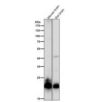 Rac3 Rabbit mAb