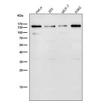 GM130 Rabbit mAb