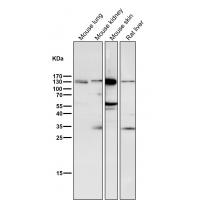 GM130 Rabbit mAb