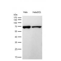 ABCE1 Rabbit mAb