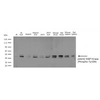 p44/42 MAP Kinase(Phospho-Tyr204) Antibody