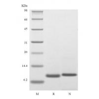 Recombinant Human Apolipoprotein-Serum Amyloid A1