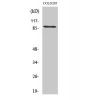 P300/CBP Antibody