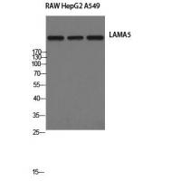 LAMA5 Antibody