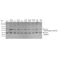 Akt(Phospho-Ser473) Antibody